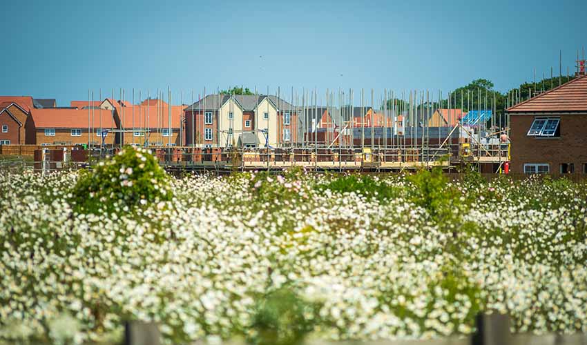 Housing being built, with a field in the foreground and blue sky in the background