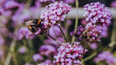 Environmental Health postgraduate webinar